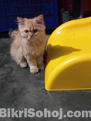 Persian cat